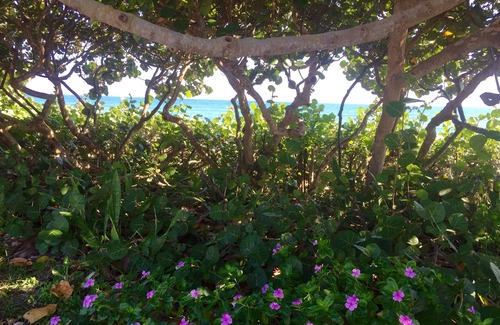 Juno Beach House | Steps to Beach. Hidden Gem. Boutique Bungalow Chic.