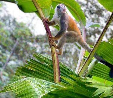 Manuel Antonio Apartment | Sueños de Amor! Hermoso y Acogedor lugar