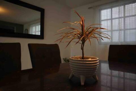 Pachuca Apartment | Suites Incoreli
