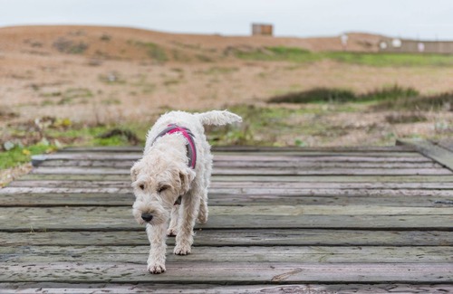Dungeness House | Sunray by Bloom Stays - a holiday let that sleeps 8 guests in 3 bedrooms