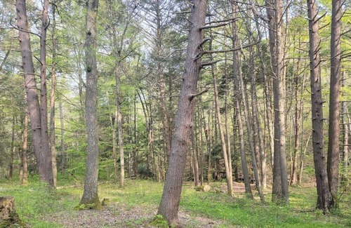 Swanton RV Rental | Tentrr State Park Site - Big Run State Park - Site C