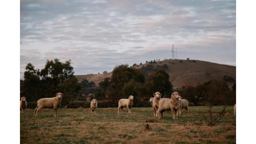 Boorowa House | Tiny Boorowa by Tiny Away