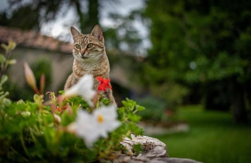 Rancogne Bed & Breakfast | Un Logis en Angoumois, a warm and authentic place to stay