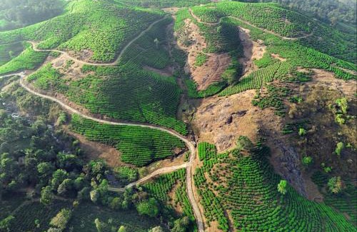 Vagamon Villa | Vagamon forest canopy
