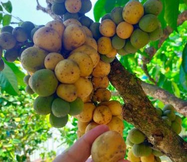 Kampung Paya Rumput House | VILLA D' KEBUN WITH FREE FRUITS
