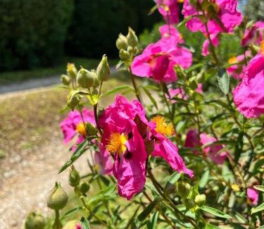 Le Piazze Villa | Villa Elena Tuscany - Pool & Garden Arezzo - IHH