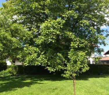City Center Golling an der Salzach Apartment | Villa Nussbaum