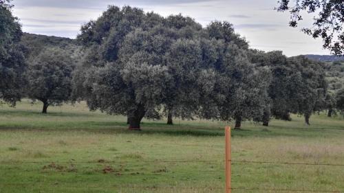 El Alcornocal House | Vivienda Turística Alojamiento Rural EL Trillo