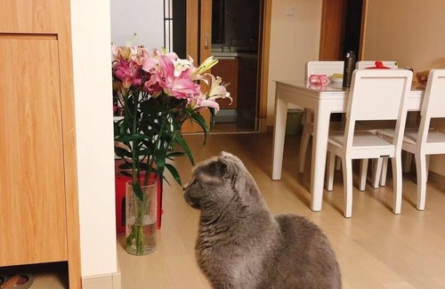 Changning Apartment | Welcoming 1-bedroom apartment in Shanghai with WiFi