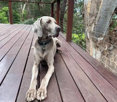 Lorne House | Whispering Gums - Ocean Views, Pet Friendly, EV UNIT 7kW for electric cars, Sleeps 7