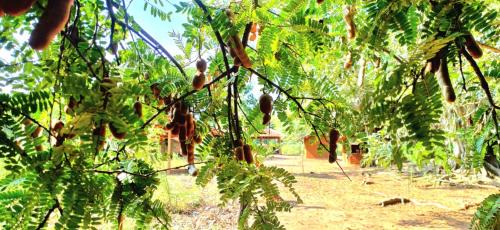 Dambulla Other | Wild Lodge Camp