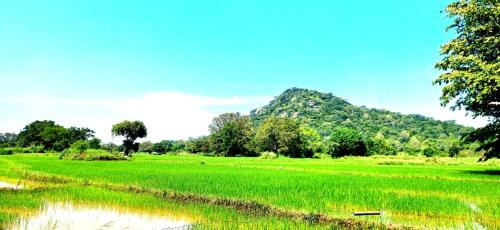 Dambulla Other | Wild Lodge Camp