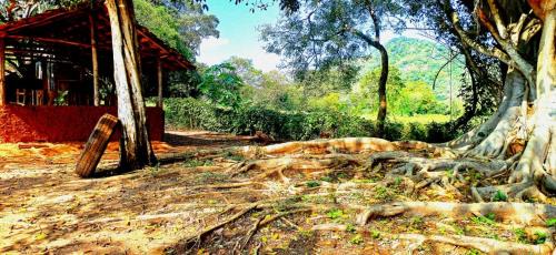 Dambulla Other | Wild Lodge Camp
