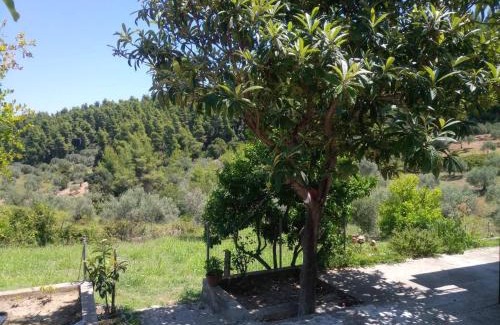 Achinos Cabin | Wildherb House