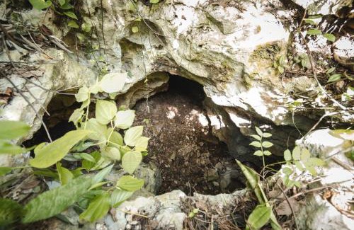Xcaret Other | Xcaret Monkeys and Nature Stay