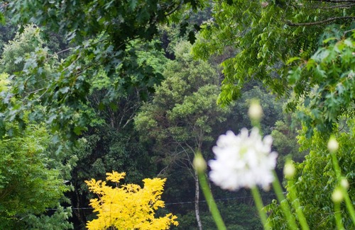 England Creek Cottage | Yellow Robin Cottage: Mt Glorious Getaways