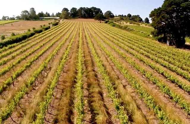 131 Your Vineyard Home in the heart of the Vale