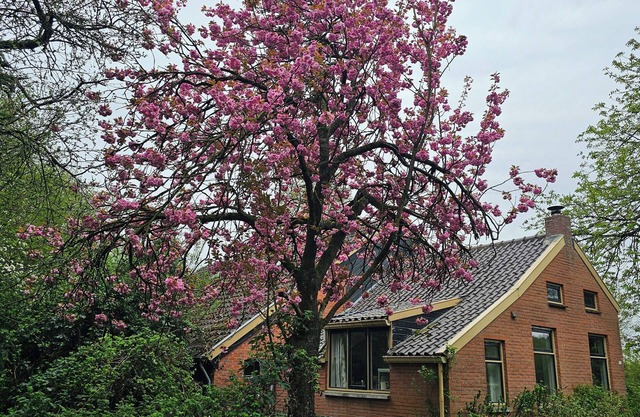 Charming 2-bedroom, petfriendly barn in fabulous Bellingwolde with WiFi
