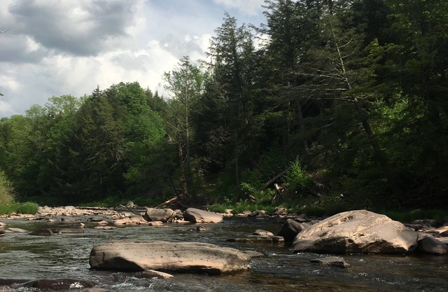 Charming secluded mountain house with creek view. 5 min from Hunter Mtn.