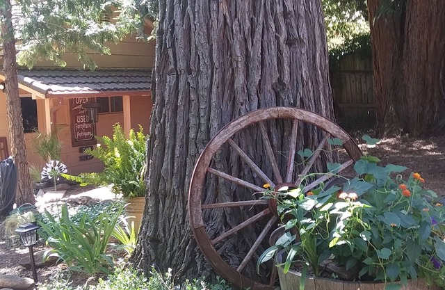 Coming Soon. Cozy little Bungalow apartment nestled under the Sequoia