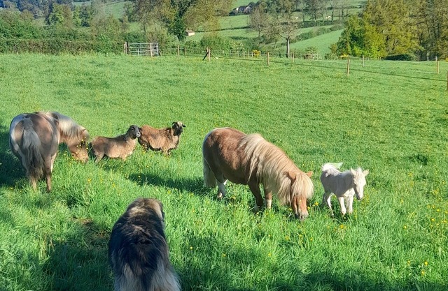 Cosy accommodation for 4 with swimming pool in green surroundings and ponies on site