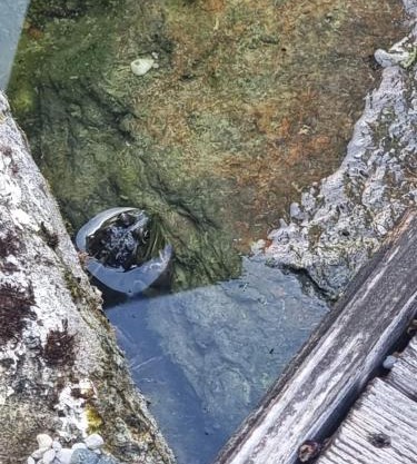 Denkmalgeschütztes Häuschen mit großem Garten plus Schwimmteich