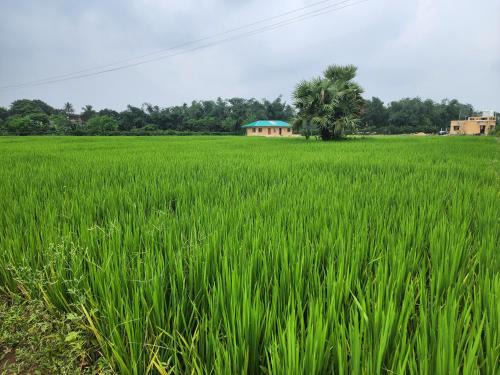 Dhanbari Retreat