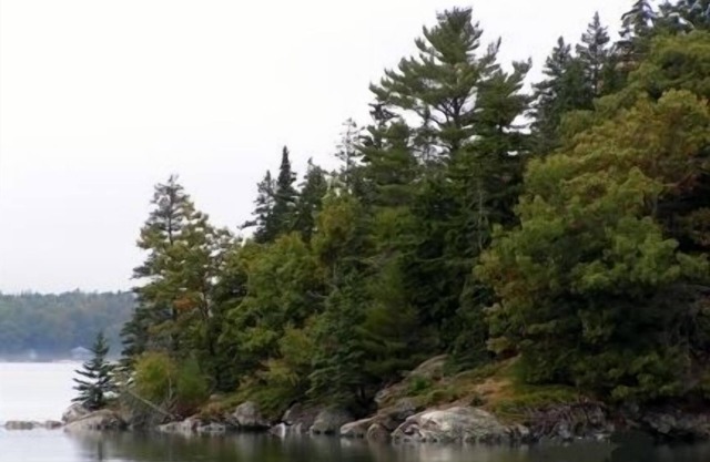 Dragonfly Woods-Bright airy efficiency apartment nestled in the woods. VR1R25117
