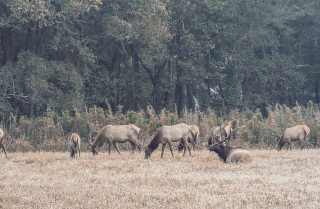 Elk View Cabin in Boxley Valley - 5 min to the Buffalo River!