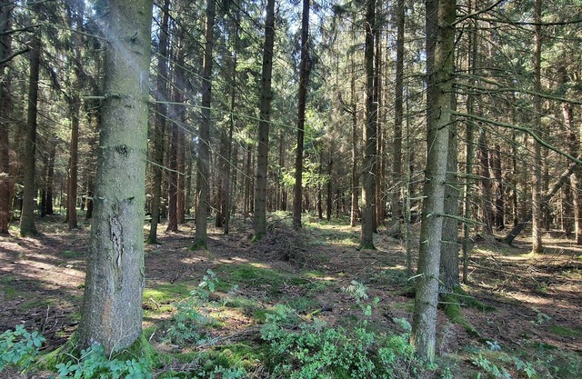 Ferienwohnung am Steinwald Radweg