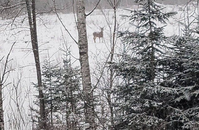 Hunting Camp Allagash Maine