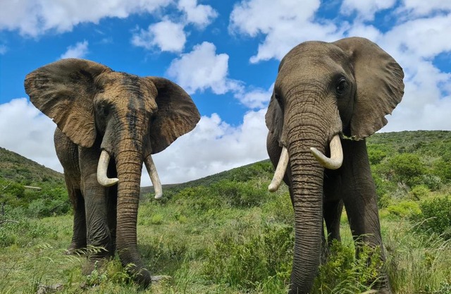 Indalu Game Reserve