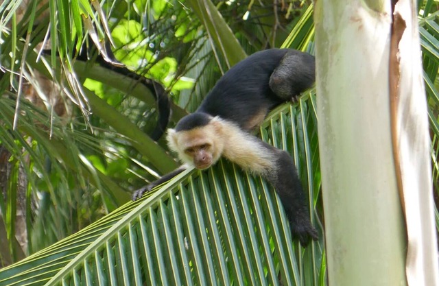 Jungle Casita on Beachfront Property Near Corcovado National Park