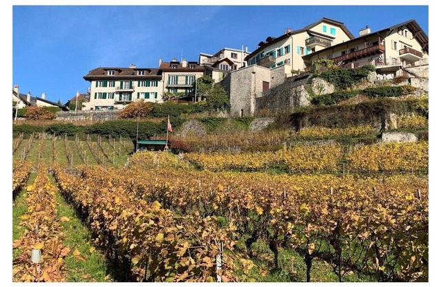 La Vigneronne, Tuin
