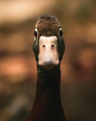 Le canard enchanté