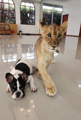 lion resort & cafe
