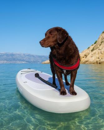 Mila pet friendly holiday house