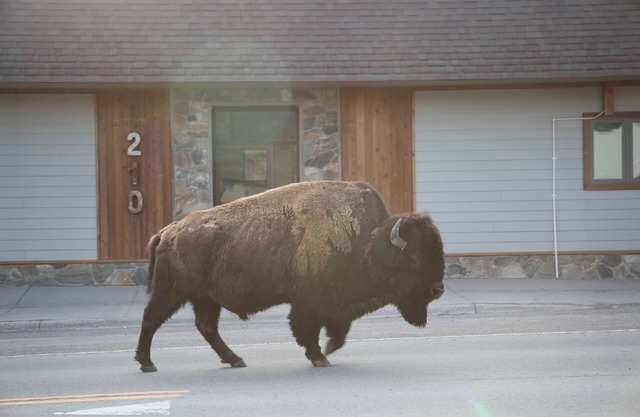 Parks Riverside A in Gardiner, MT North Entrance to Yellowstone
