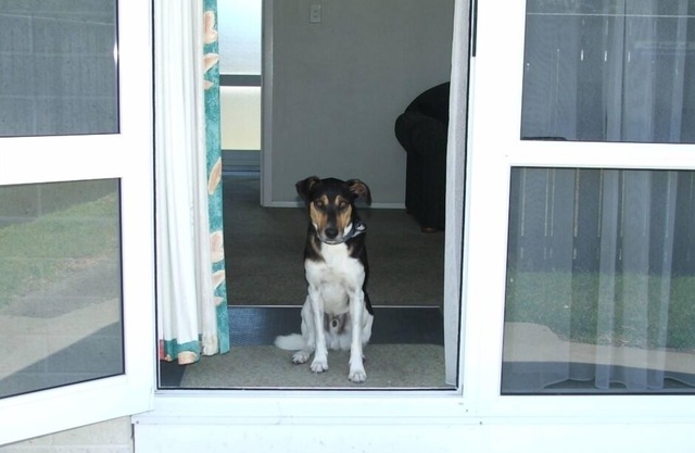 Pets allowed Beach Villa 2