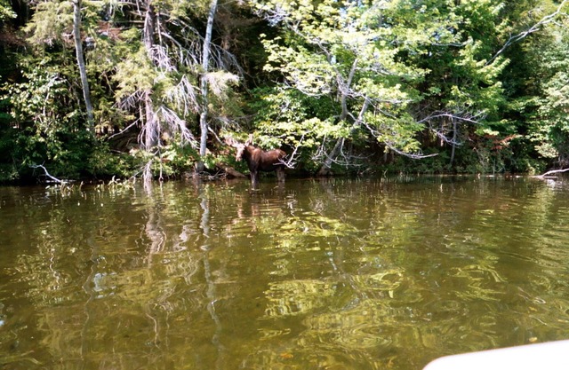 'Simple Abundance' - Timeless Maine Lakefront Cabin, Deck And Canoe