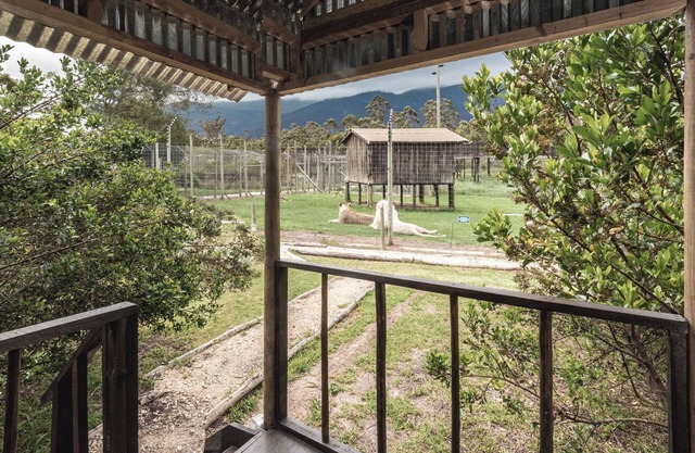 Sleep Whiskers away from the Lions and " FEEL " them ROAR! Cabin 1