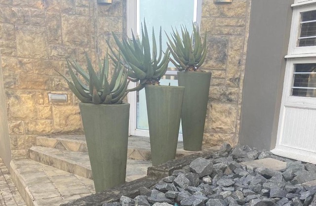 The Aloe