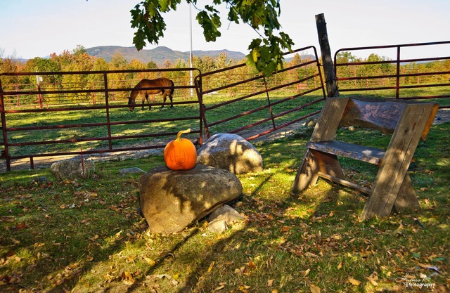 The Tortoise and The Mare self-keeping Inn~Peaceful or Playful~it's up to YOU!