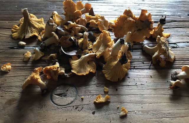 Vackert hus på Österlen. Avskilt och naturnära