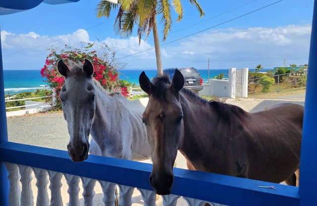Vieques Ocean View House & walk to beach 7br - 6bth Pool table & Ping Pong