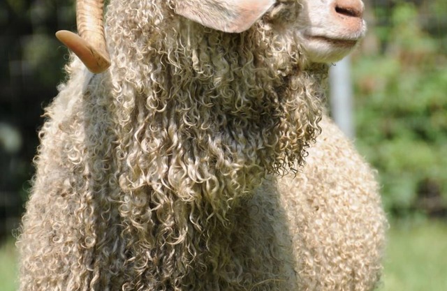Wine Country Working Wool Sheep Farm Stay; Hay Barn Cottage 501c3