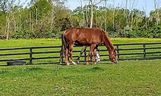 Lebanon House | 102 Acre Horse Farm! Bring your horse with you!