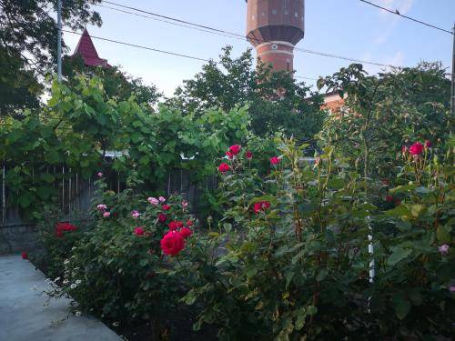 Sulina Bed & Breakfast | 25 m² Bed and breakfast ∙ 3 guests