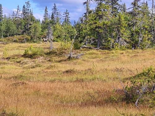 Rorvattnet House | 4 person holiday home in Föllinge