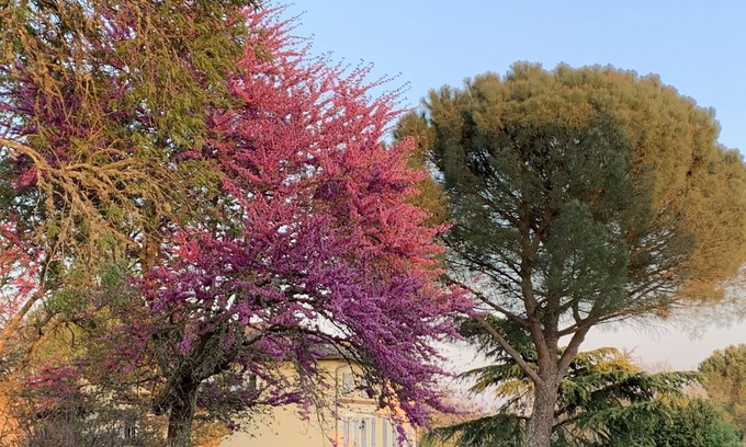 Villaudric House | A cottage in the middle of the vines, 25 mn north of Toulouse and airport